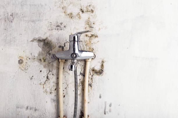 Best Mold Testing  in Wayne City, IL