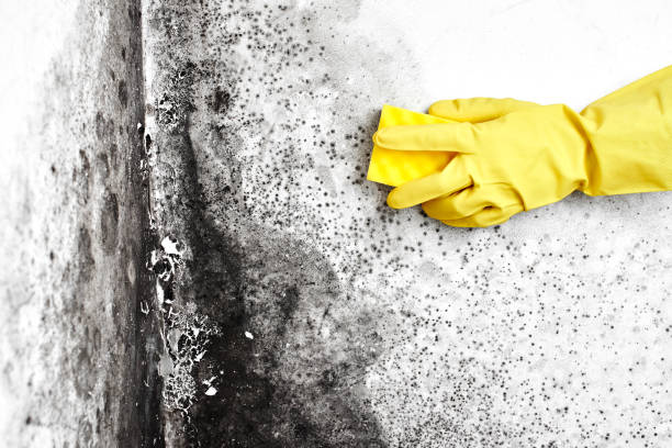 Best Toxic Mold Removal  in Wayne City, IL