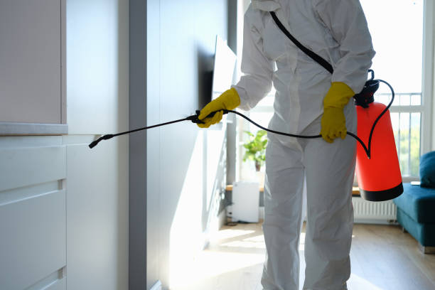 Best Fast Mold Removal  in Wayne City, IL