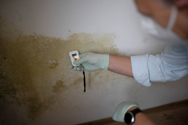 Best Crawl Space Mold Removal  in Wayne City, IL
